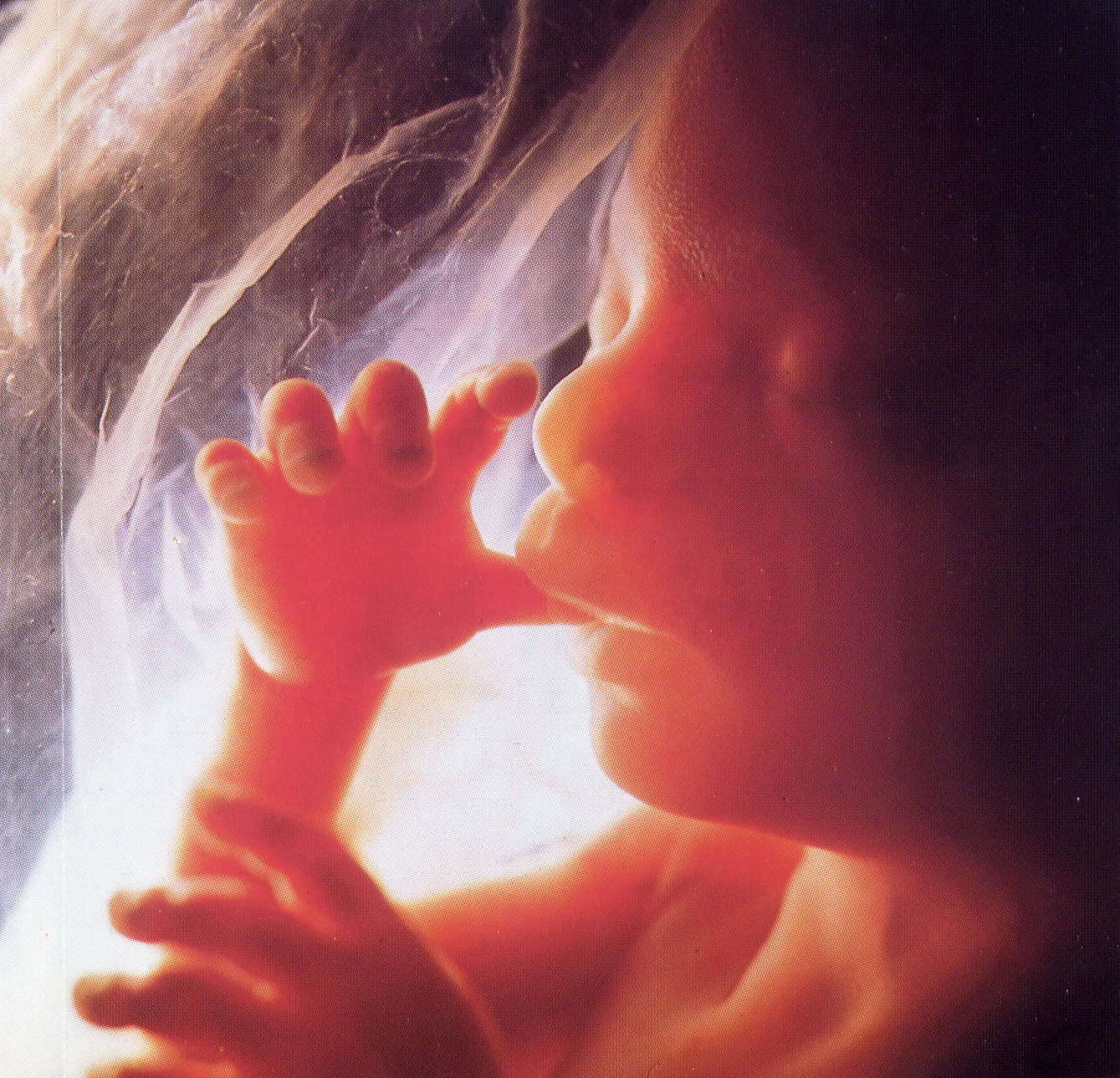 diagnosi prenatale feto