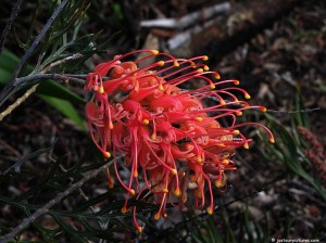 grevillea