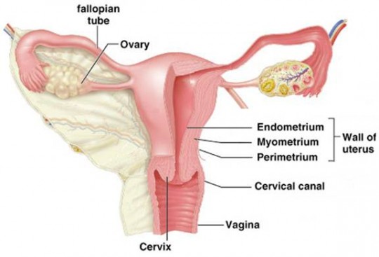 utero anatomia 