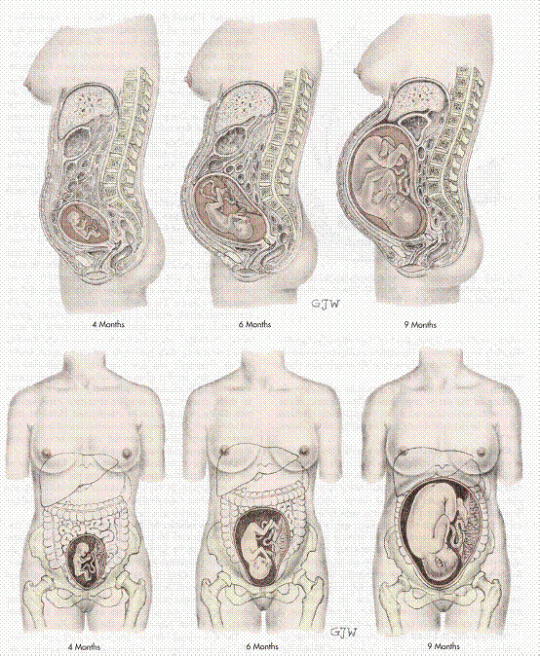 utero gravidanza 
