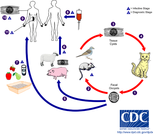 ciclo biologico toxoplasma gondii